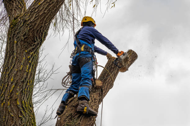 Best Commercial Tree Services  in Gunnison, CO