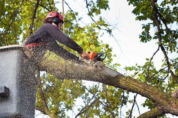 Best Storm Damage Tree Cleanup  in Gunnison, CO